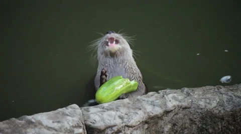 Otter eating cucumber Stock Footage 40747610