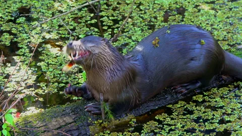 OTTER EATING FISH CLOSE UP Video stock 228744405