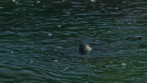 Otter eating on a fish (Eurasian) Stock-Footage 83447146