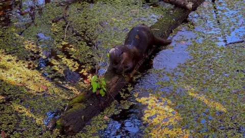 OTTER EATING FISH Stock Footage 228743251