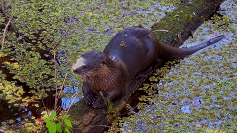 OTTER EATING FISH MEDIUM SHOT Stock Footage 228744221