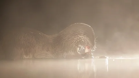 Otter eating fish at night Stock Footage 124810003