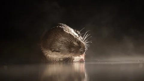 Otter eating fish at night Stock Footage 124810036
