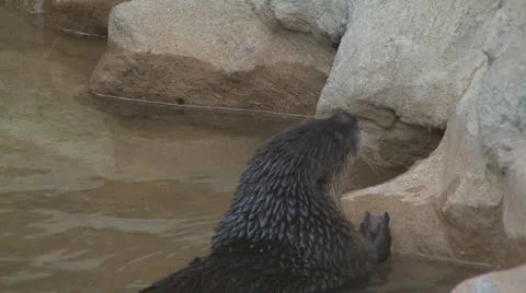 Otter eating Stock-Footage 1073869