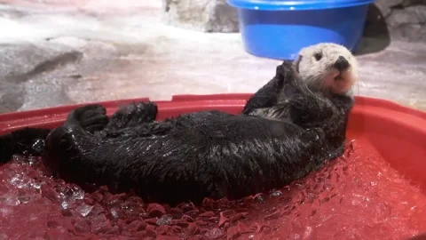 Otter eating ice cubes out of an ice bath at the Aquarium full body shot Video stock 145682273