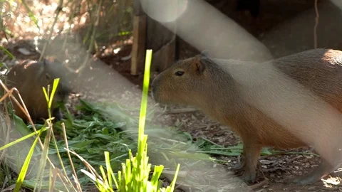 Otter eating lettuce 스톡 동영상 81006706