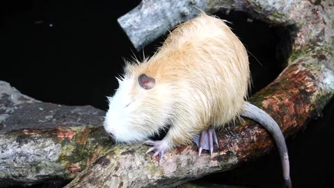 An otter eating but looking like it's just sleeping and relaxing. the otter Stock Footage 263174419