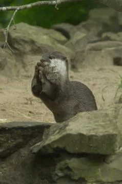 An otter eating Stock Photos