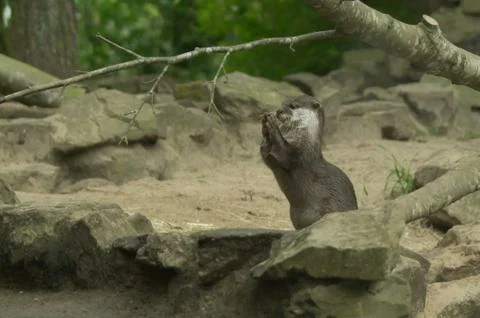An otter eating Stock Photos