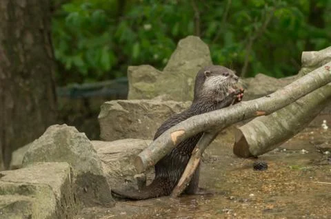 An otter eating Foto stock