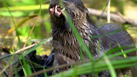 OTTER EATING RIVER FISH Stock Footage 230048102