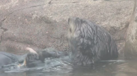 Otter Eating Shrimp Stock-Footage 1216997
