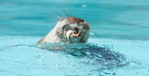 An otter eats a fish during a show Stock Photos