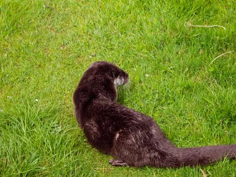 Otter eats his prey Stock Photos
