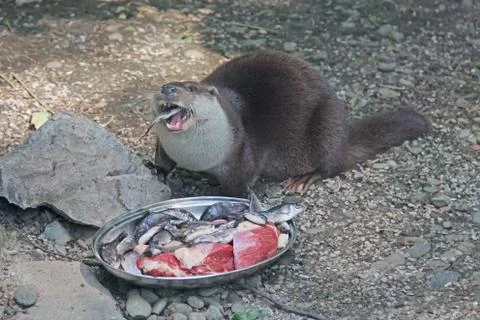 Otter eats raw meat and fish from a plate Stock Photos