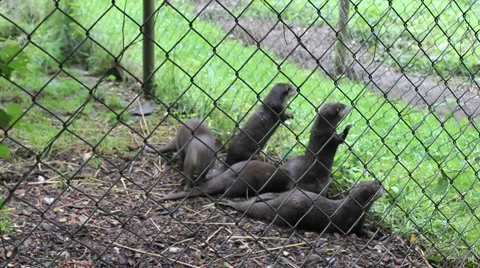 Otter enclosure Video stock 918482