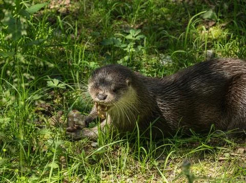 Otter face to camera Stock Photos