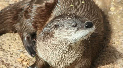 Otter Face Stock Footage