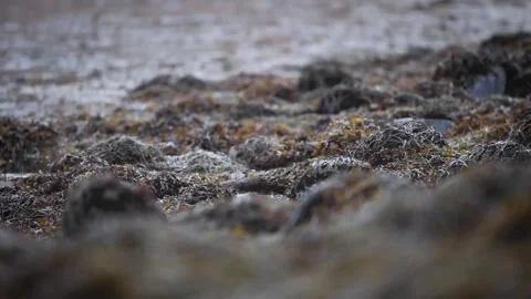 Otter feeding in slow motion Stock-Footage 236572991