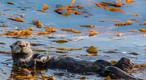 Otter Floating on it's Back Stock Photos
