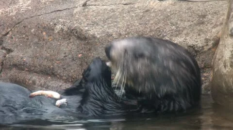 Otter Stock Footage 10574521