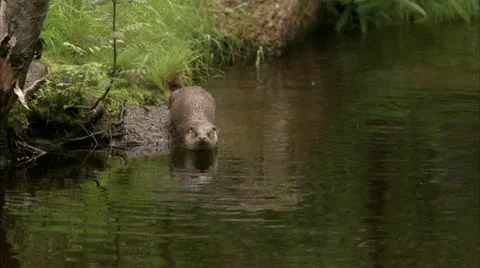 An otter Stock Footage 11315223