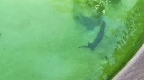 Otter 스톡 동영상 11967887