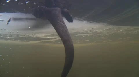 Otter Stock Footage 22009603