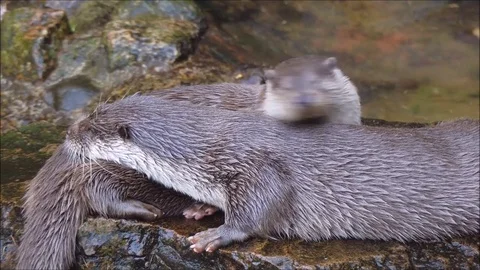 Otter Stock Footage 74128927