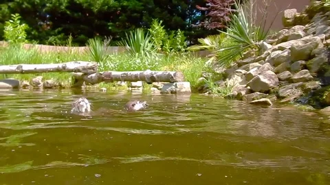 Otter 스톡 동영상 76083833