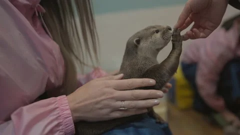 Otter gets fed on lap Stock Footage 233751574