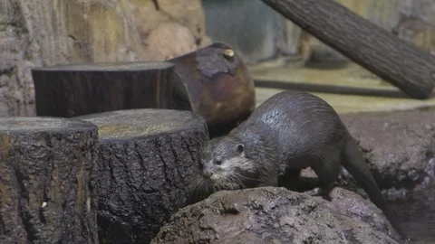 Otter Getting Out Of Water Stock Footage 96044232