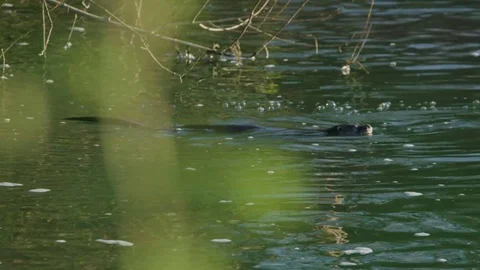Otter Gliding along the river Stock-Footage 83446940