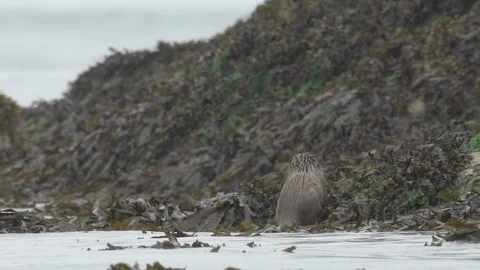 OTTER GO DOWN ROCK RAIN SCOTLAND 100 IPS HD Stock Footage 90620950