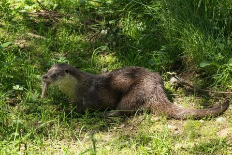 Otter on the grass Foto stock