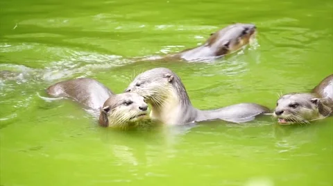 Otter having fun Video stock 55306559