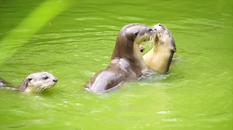 Otter having fun Video stock 55307122