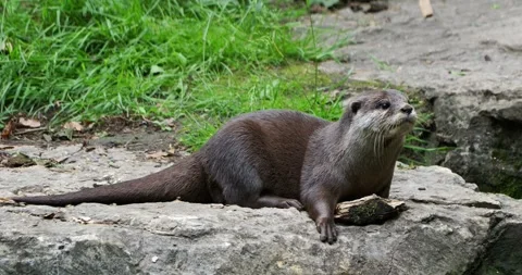 Otter with a hiccup Video stock 243702100