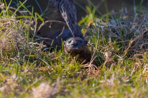 Otter hiding in the grass Stock Photos