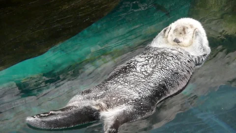 Otter on  his back trying to nap Video stock 69834891
