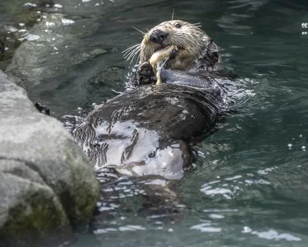 Otter holds a fish while floating in clear water near rocky shore during su.. Stock Photos