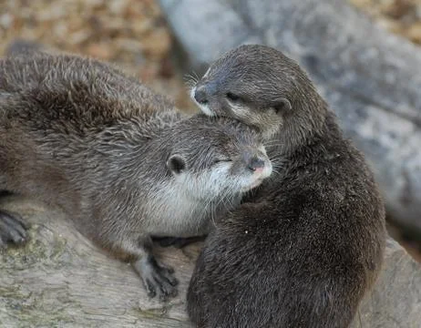 Otter hug Stock Photos