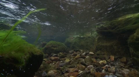 Otter hunting underwater Stock Footage 59882878