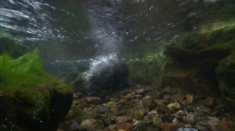 Otter hunting underwater Stock Footage 59882924