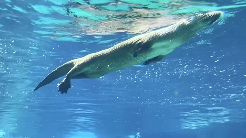 Otter Kicking Leg Close-Up Video stock 247580059