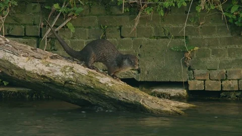 Otter on a log in a river, (Eurasian Otter) Stock Footage 83426208