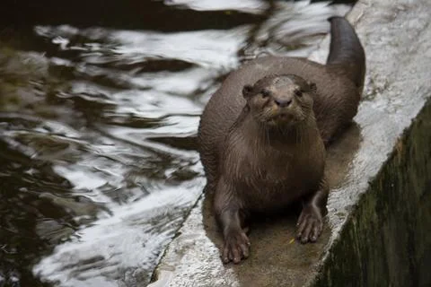 Otter looking at the camera 写真素材