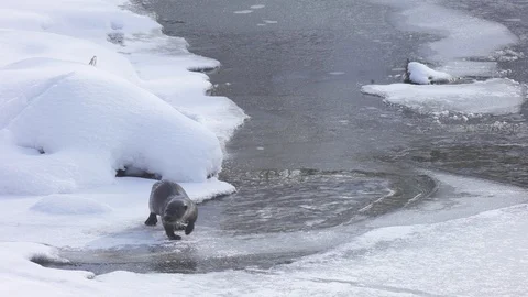 Otter  (Lutra lutra) Stock Footage 125474920
