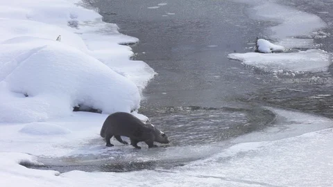 Otter  (Lutra lutra) Stock Footage 125478459