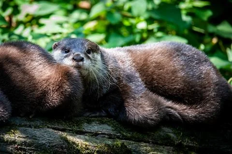 An otter lying down outside its den. Stock Photos